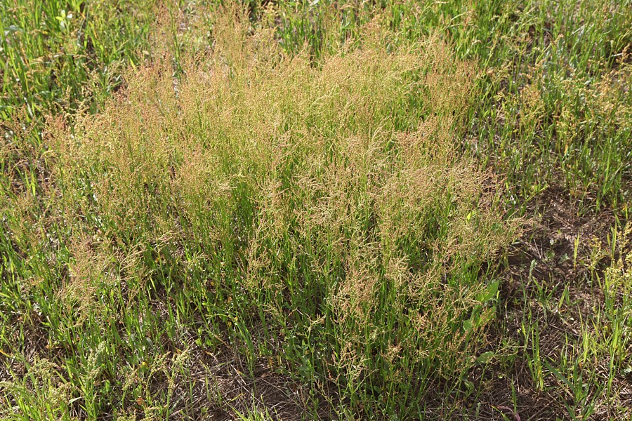 Изображение особи Rumex acetosella.