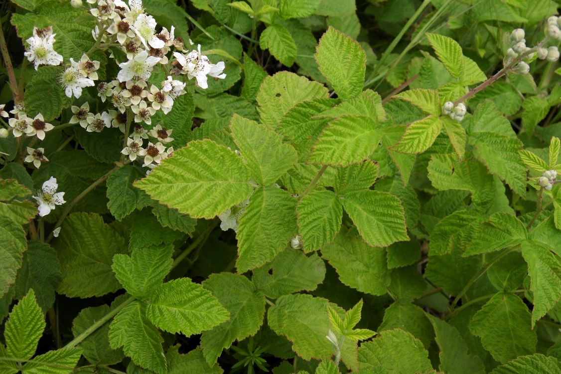 Image of genus Rubus specimen.