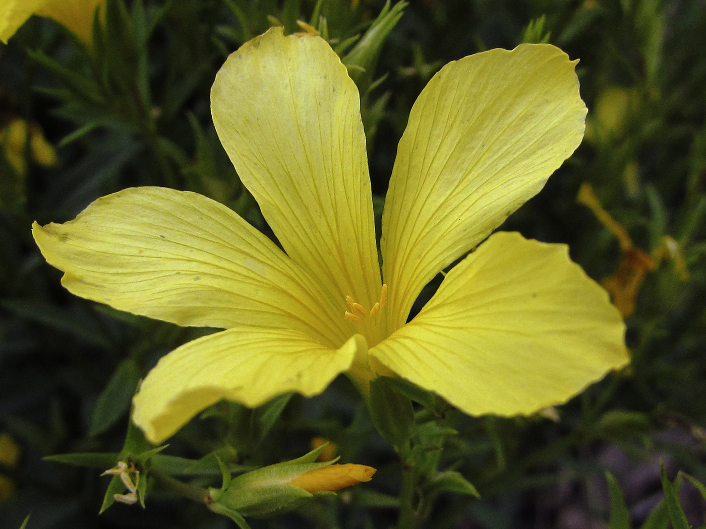 Image of Linum campanulatum specimen.