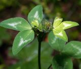 Trifolium pratense. Верхушка растения с молодыми листьями и формирующимся соцветием. Московская обл., Раменский р-н, окр. ж.-д. платформы Хрипань, смешанный лес у ЛЭП. 16.06.2016.