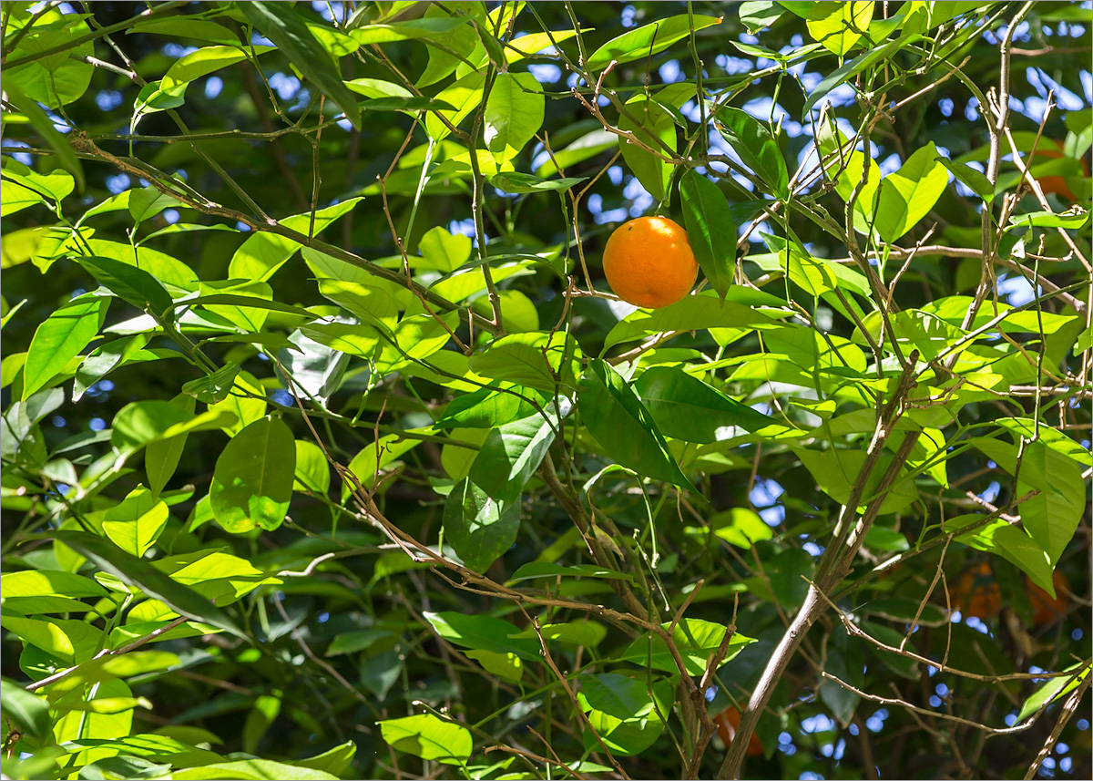 Изображение особи Citrus sinensis.