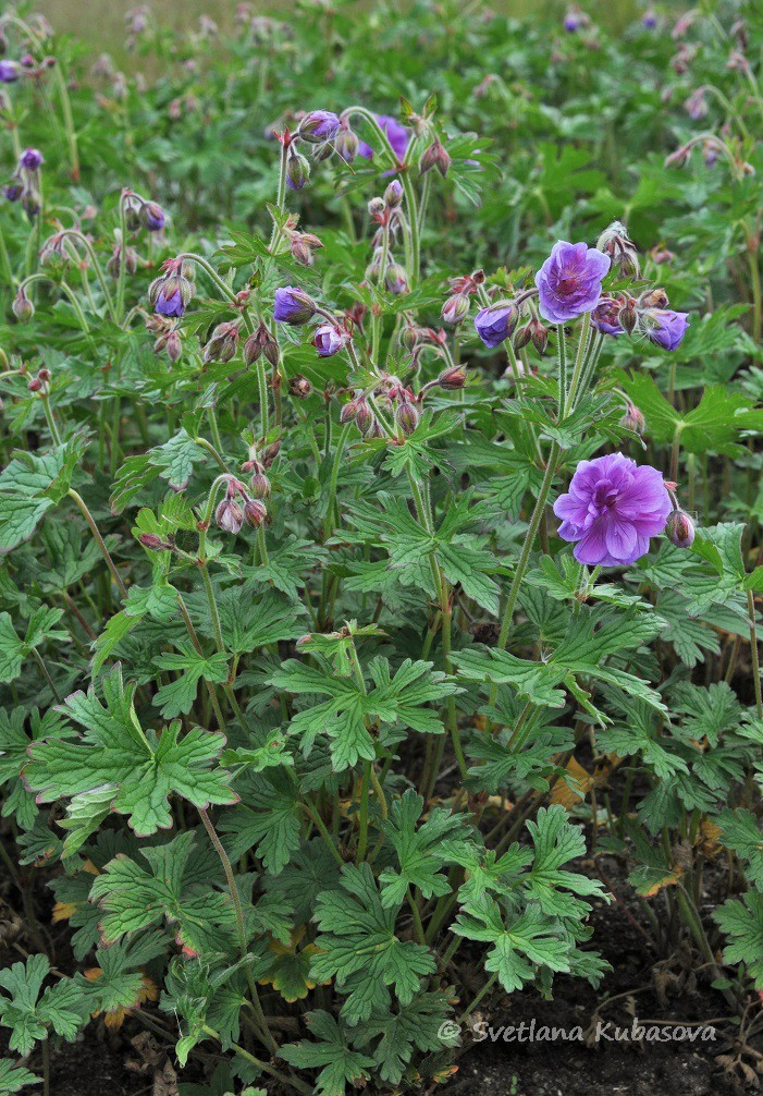 Изображение особи Geranium himalayense.