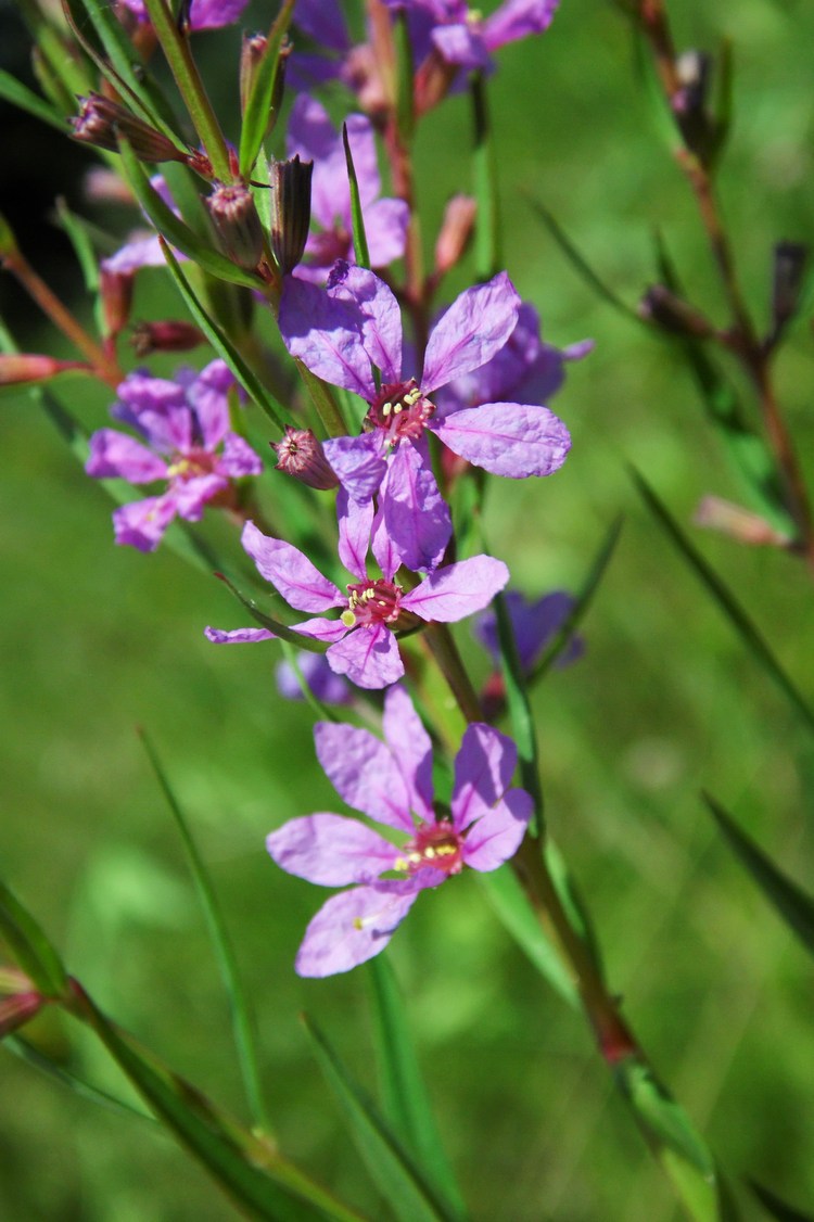 Изображение особи Lythrum virgatum.