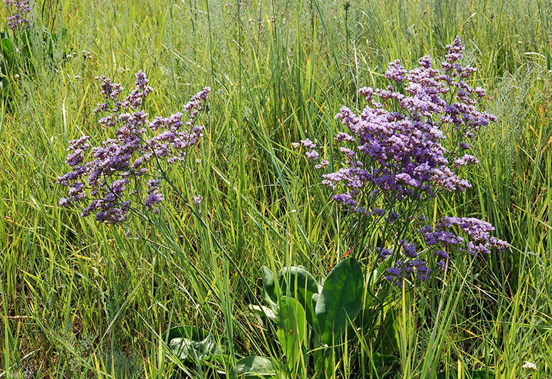 Image of Limonium gmelinii specimen.