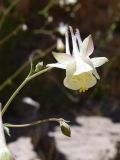 Aquilegia tianschanica