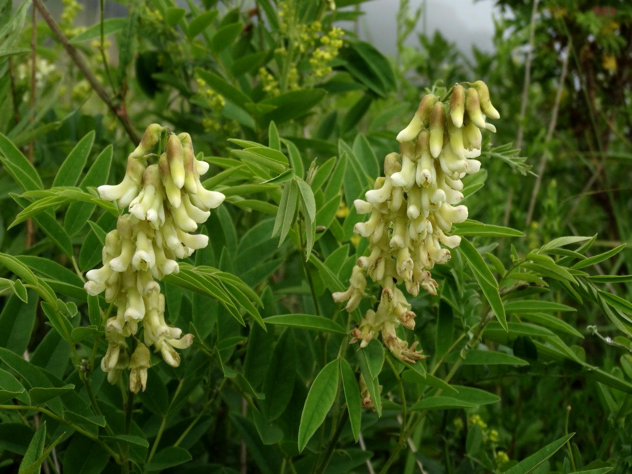 Изображение особи Sophora flavescens.