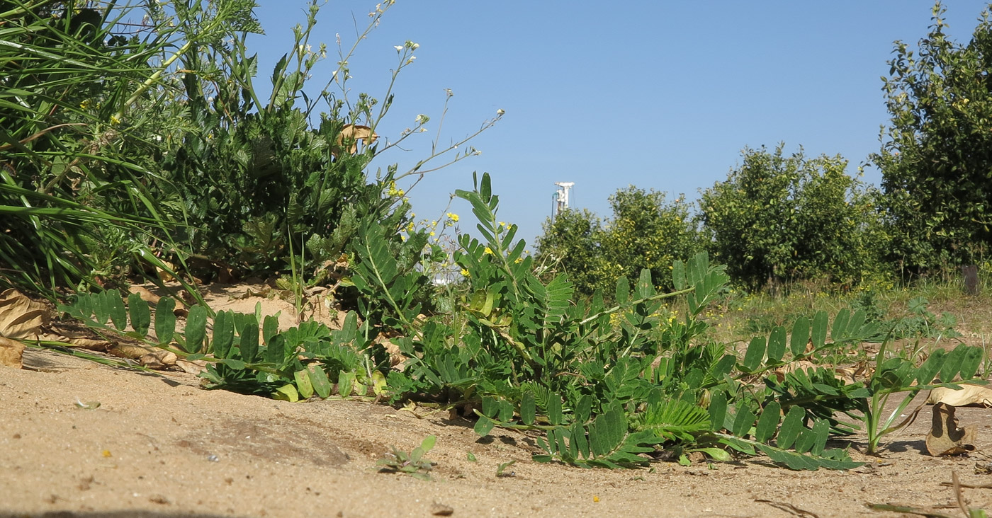 Image of Astragalus boeticus specimen.