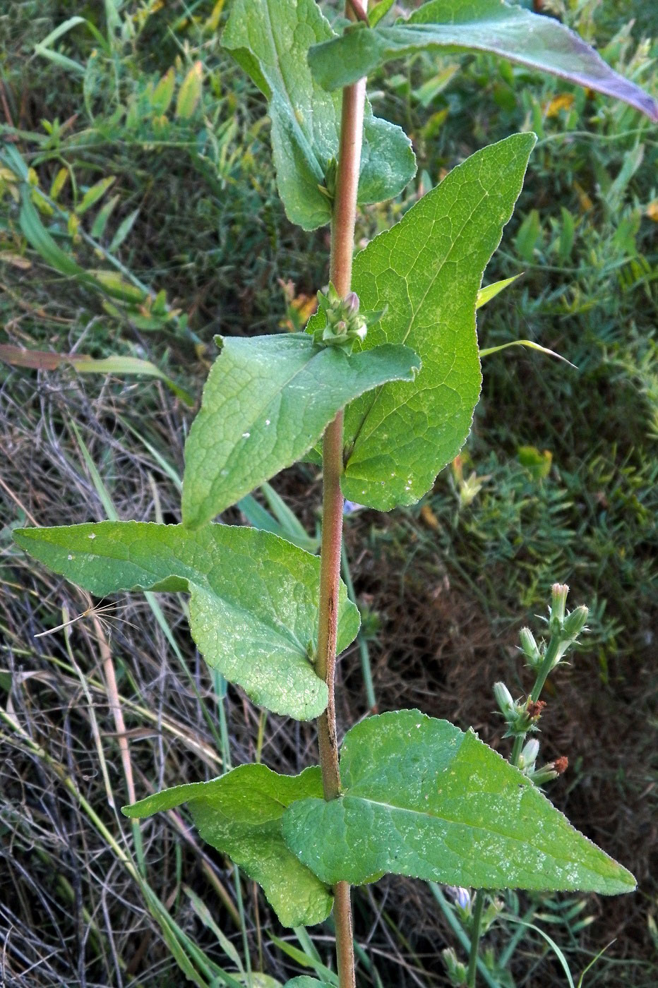 Image of Campanula farinosa specimen.
