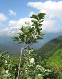 род Sorbus. Верхушка ветви с незрелыми плодами. Краснодарский край, хр. Ачишхо, ок. 1900 м н.у.м. 01.08.2016.