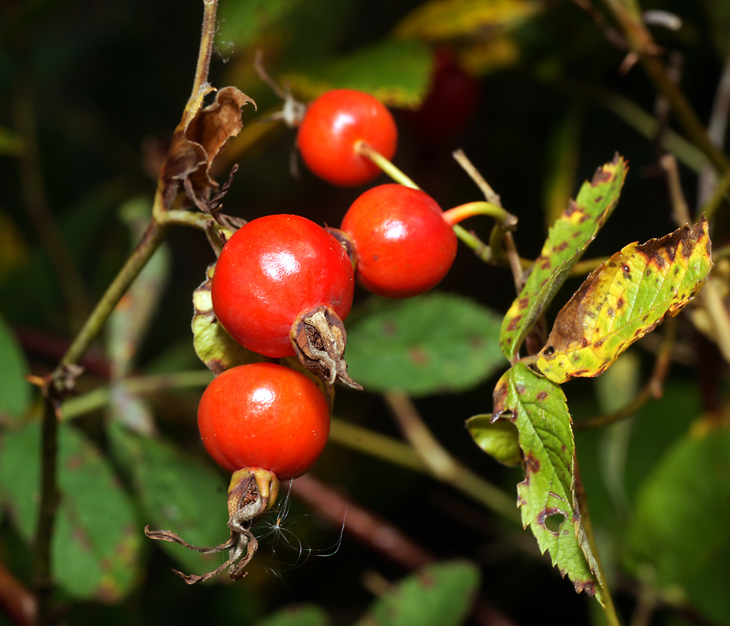 Изображение особи Rosa cinnamomea.