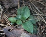 Goodyera repens