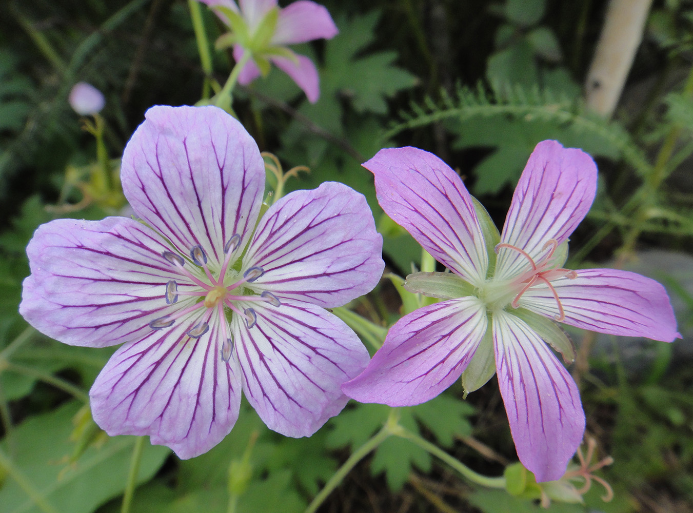 Image of Geranium wlassovianum specimen.