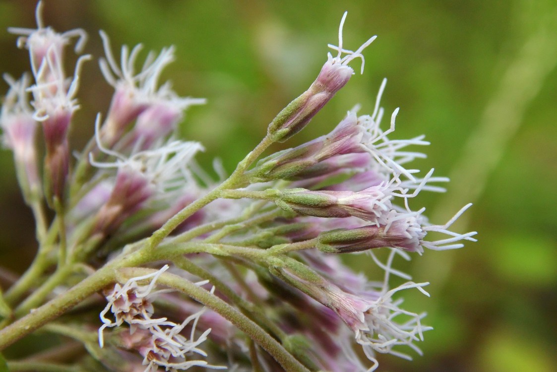 Image of Eupatorium cannabinum specimen.