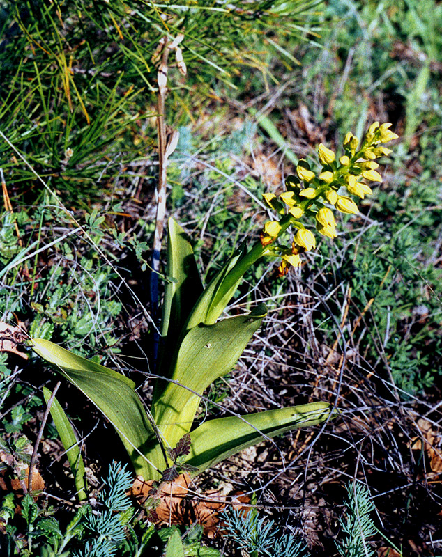 Изображение особи Orchis punctulata.