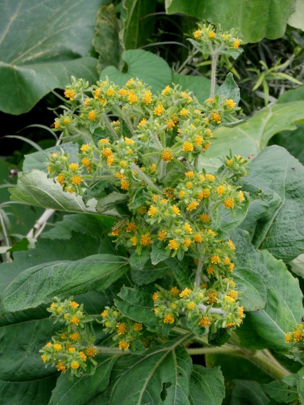 Image of Sigesbeckia orientalis specimen.