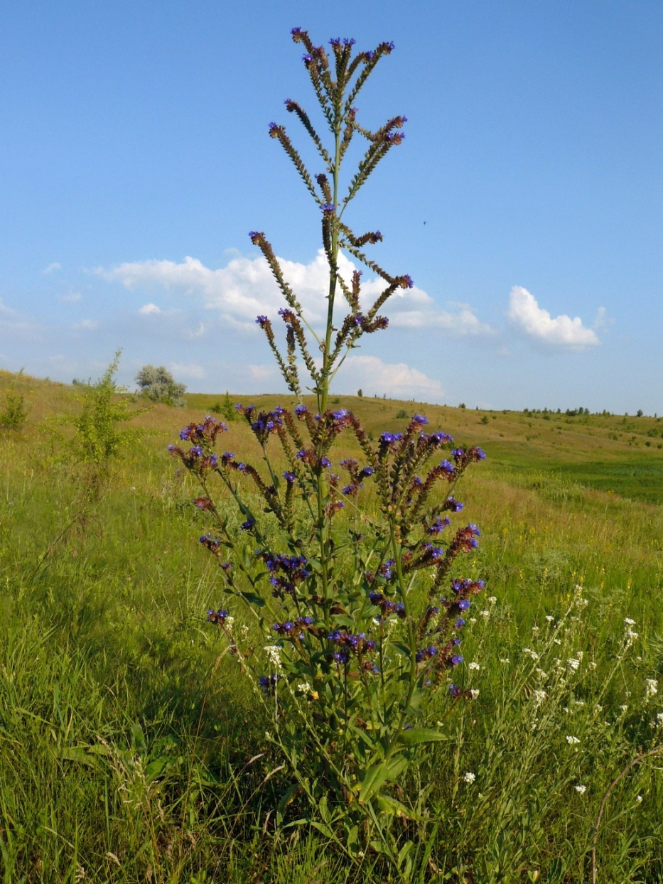 Изображение особи Anchusa officinalis.