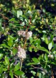 Salix phylicifolia. Верхушка ветви с соплодиями. Исландия, национальный парк Ватнайокюдль (южная часть), окр. ледника Скафтафельсйокюдль, кустарниковая тундра. 04.08.2016.