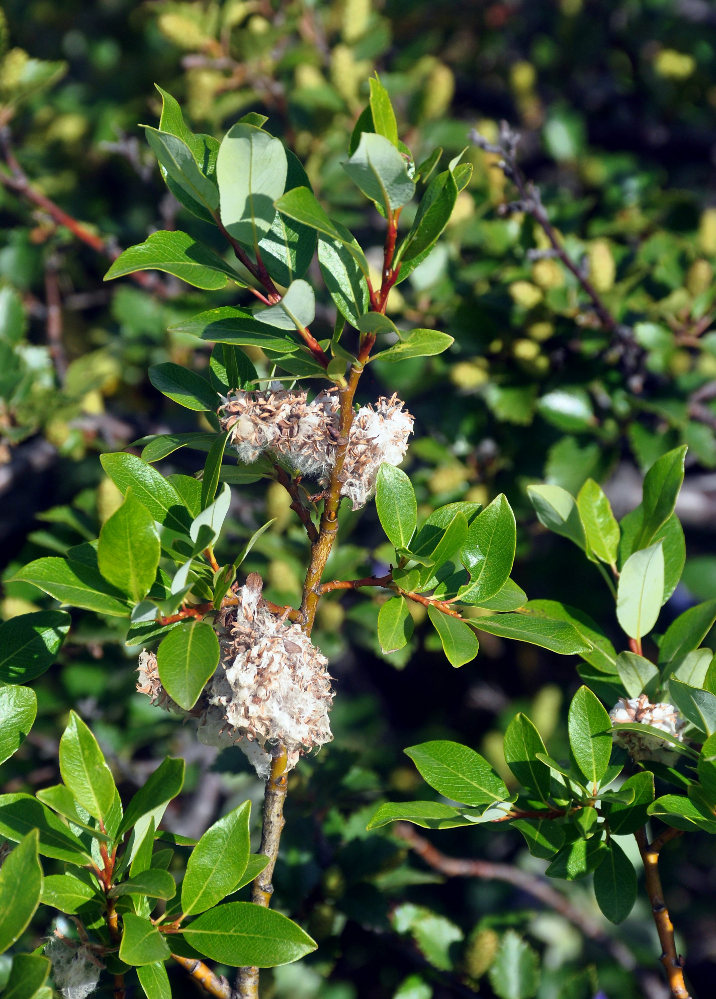 Image of Salix phylicifolia specimen.