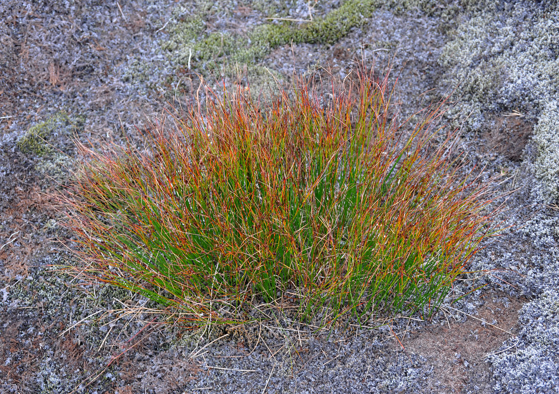 Image of Juncus trifidus specimen.