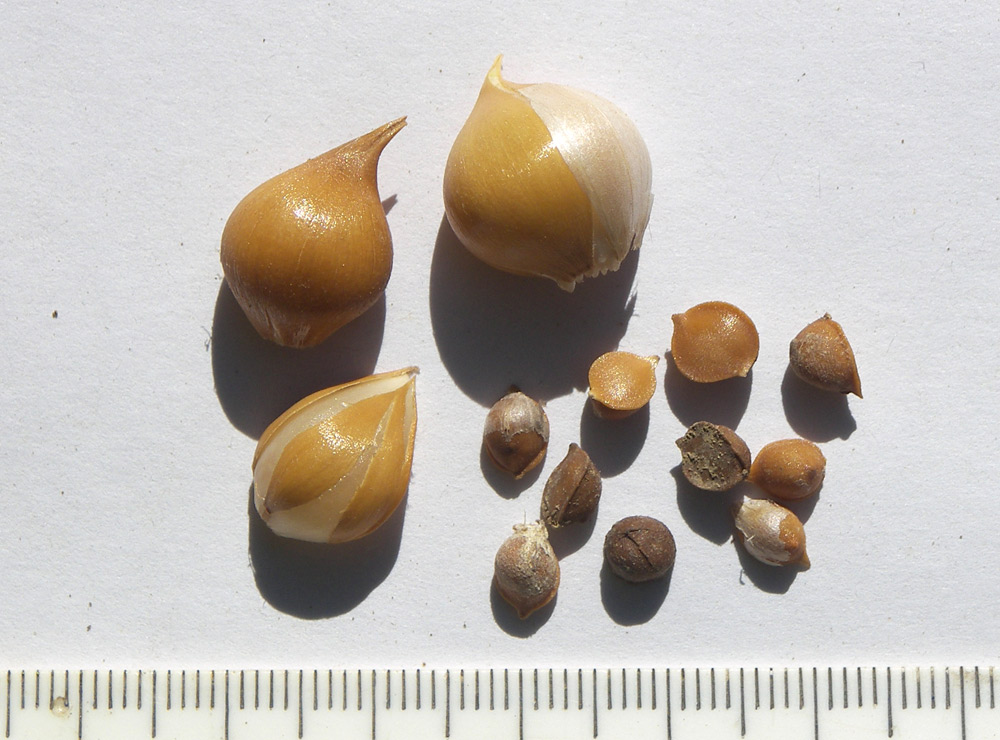 Image of Allium atroviolaceum specimen.