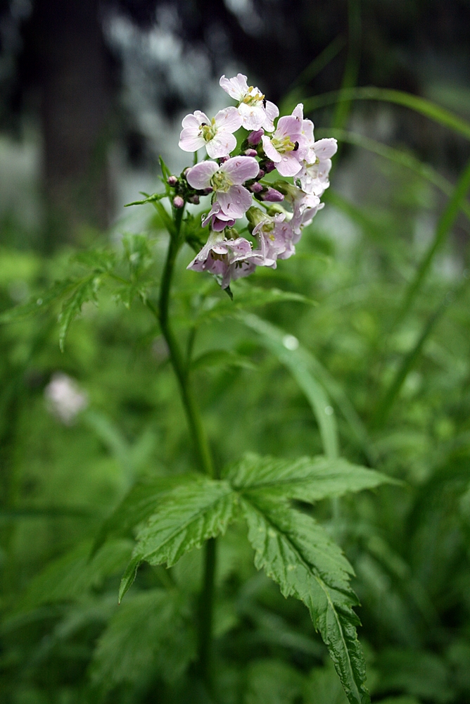 Image of Cardamine macrophylla specimen.