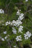 genus Spiraea