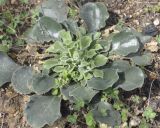 Silene gigantea ssp. rhodopea