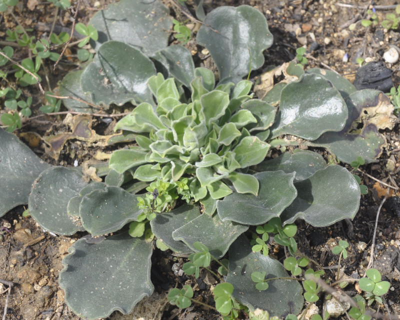 Image of Silene gigantea ssp. rhodopea specimen.