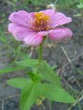 Zinnia elegans