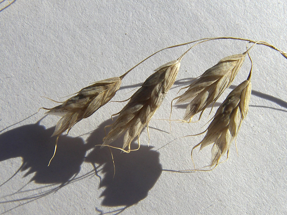 Image of Bromus squarrosus specimen.