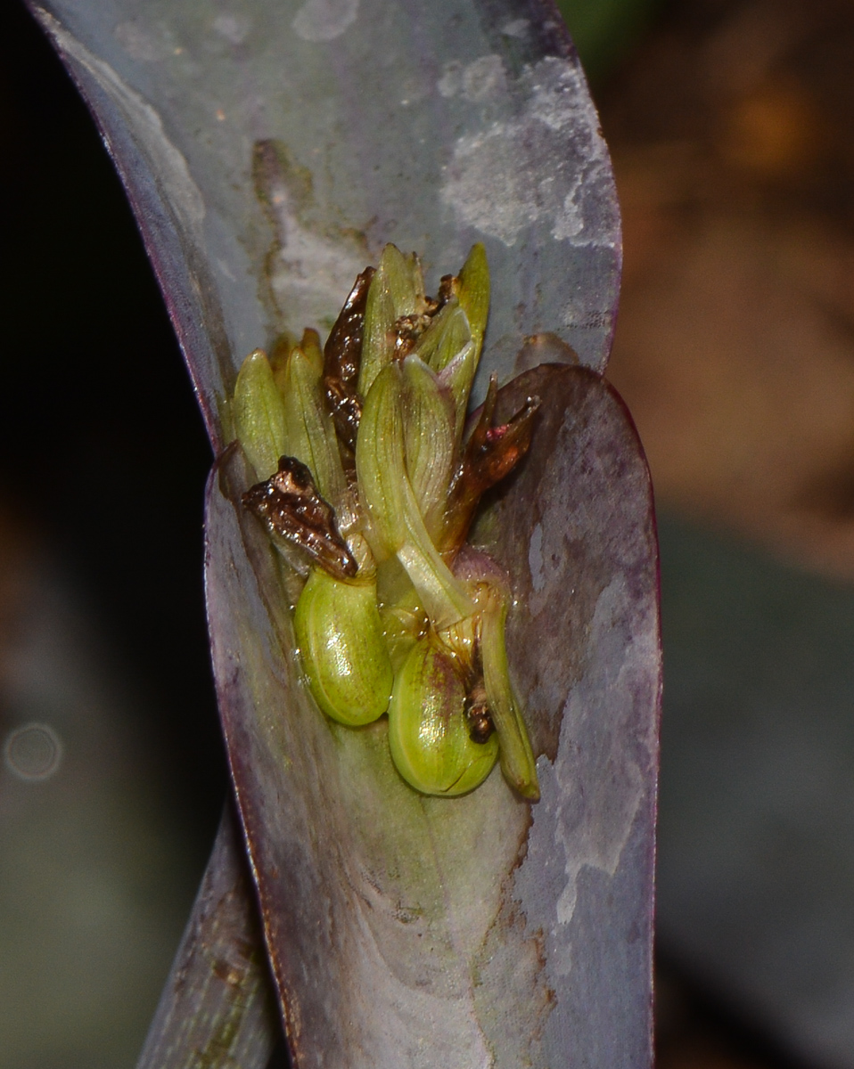 Изображение особи Tradescantia pallida.