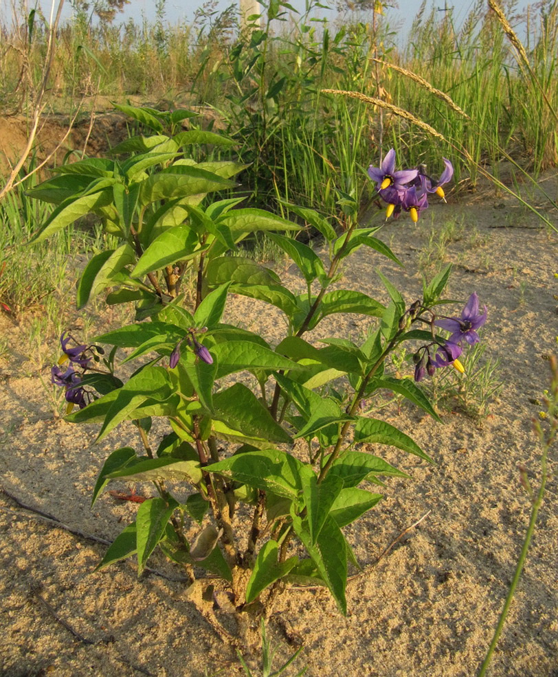 Изображение особи Solanum dulcamara.