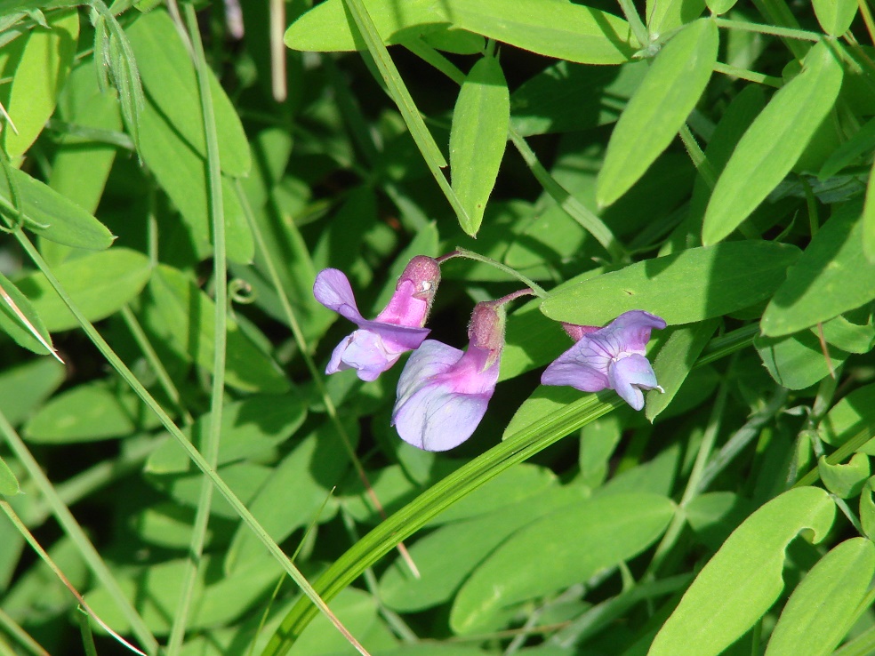 Изображение особи Lathyrus pilosus.