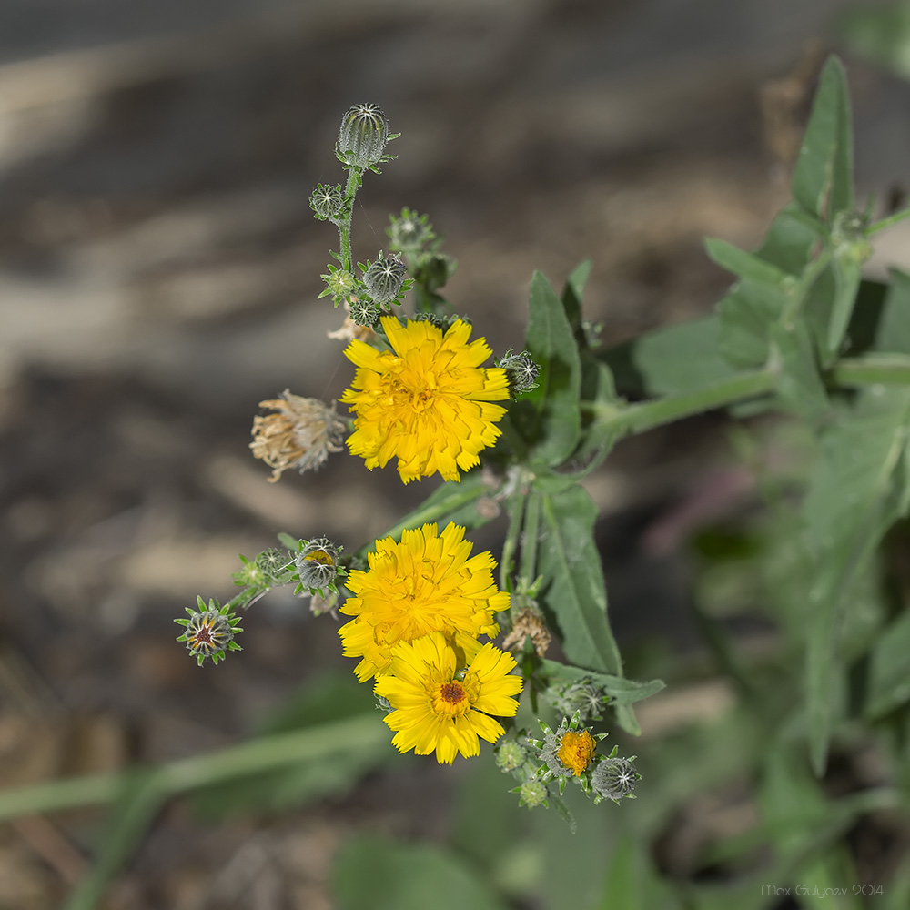 Изображение особи Picris hieracioides.