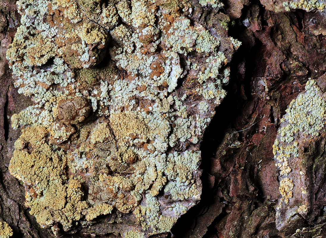 Image of Chaenotheca ferruginea specimen.