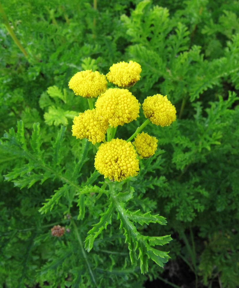 Image of Tanacetum vulgare var. crispum specimen.