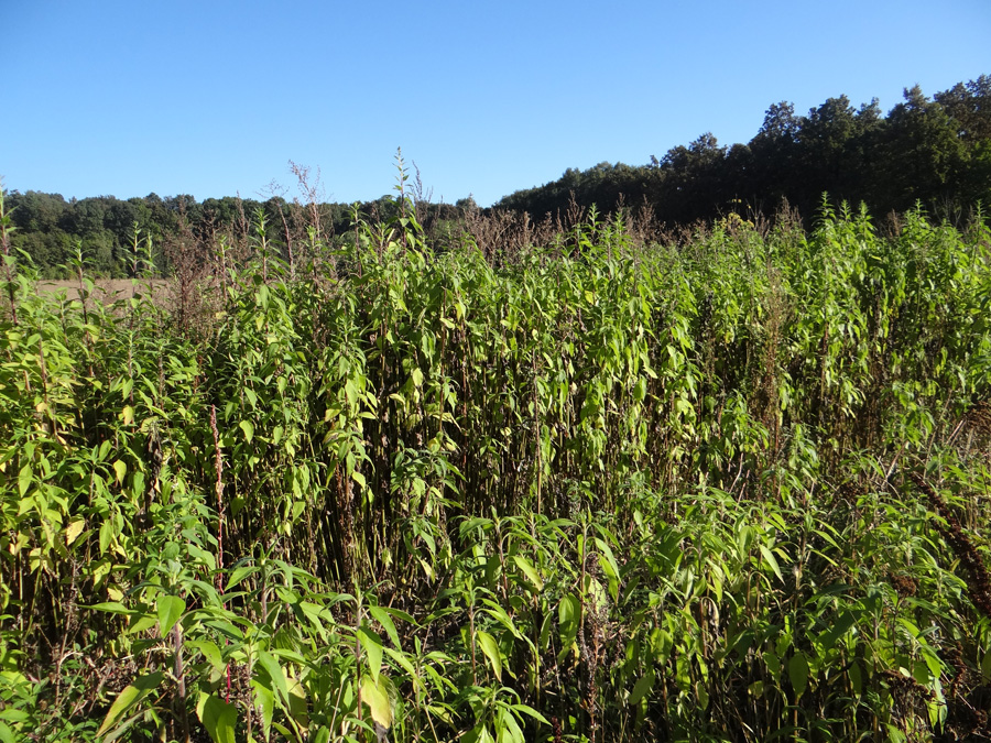 Image of Helianthus tuberosus specimen.