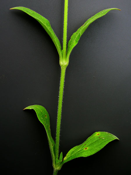 Image of Melandrium album specimen.