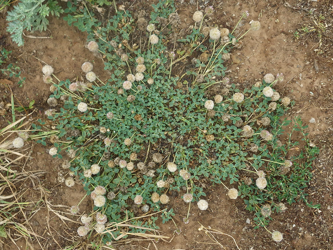 Изображение особи Trifolium fragiferum.