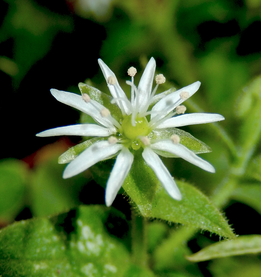 Изображение особи Myosoton aquaticum.