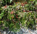 Rosa gallica