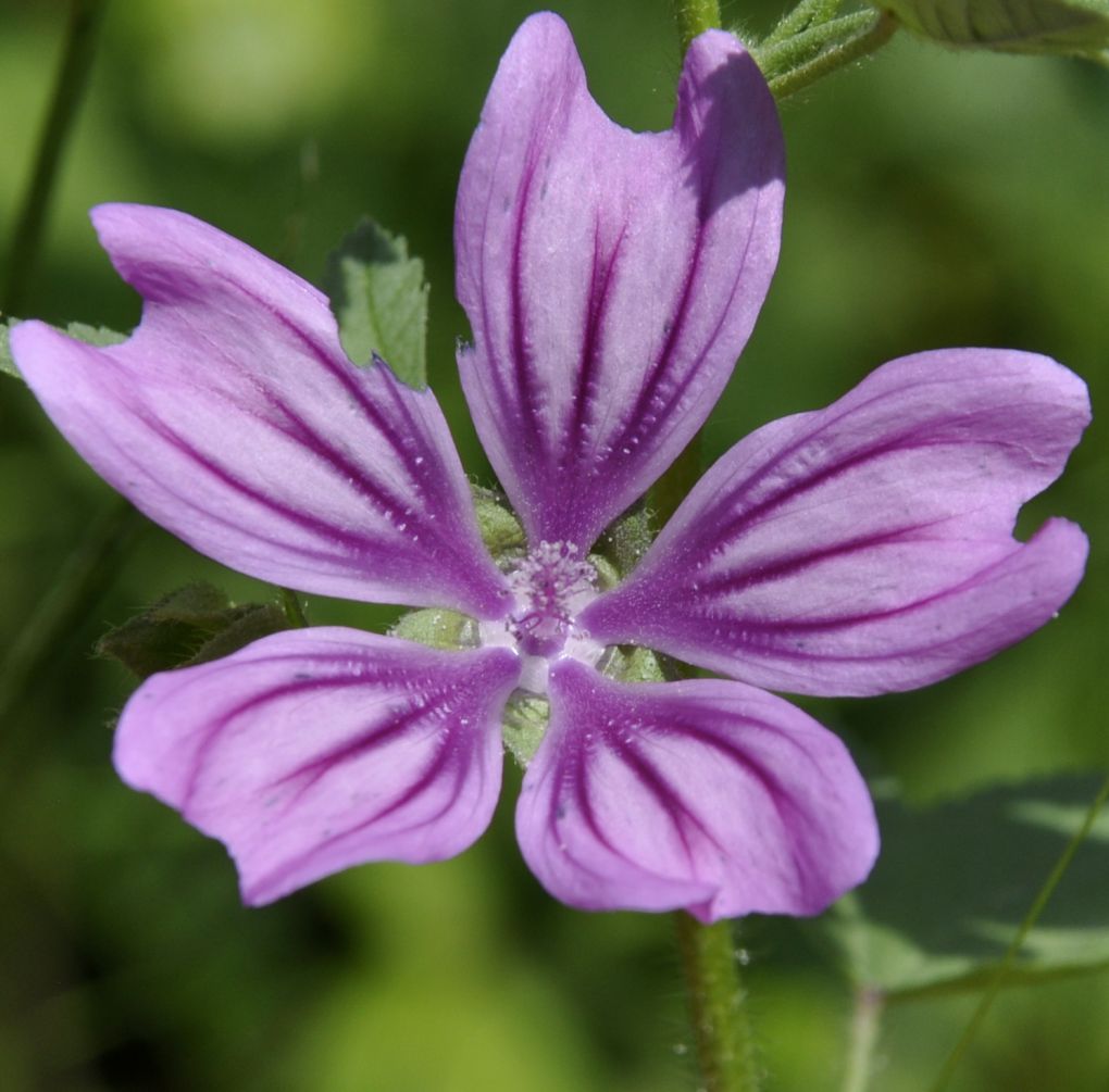 Изображение особи Malva sylvestris.