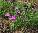 Dianthus fischeri