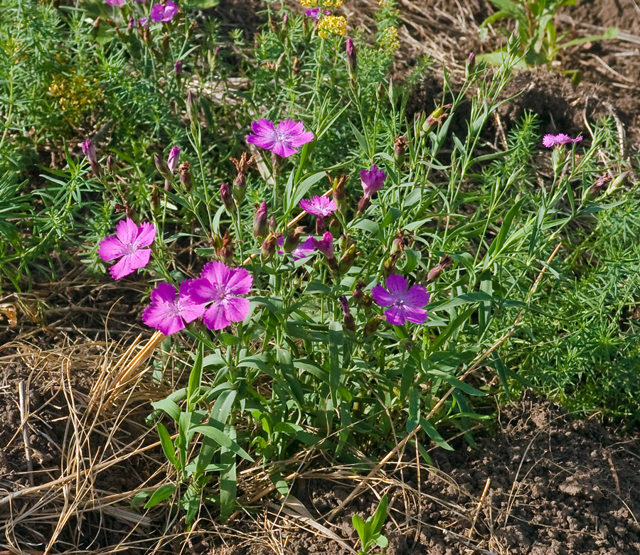 Изображение особи Dianthus fischeri.