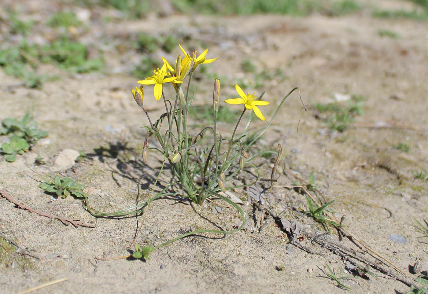 Image of Gagea olgae specimen.