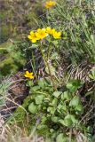 Caltha palustris