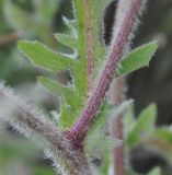genus Crepis