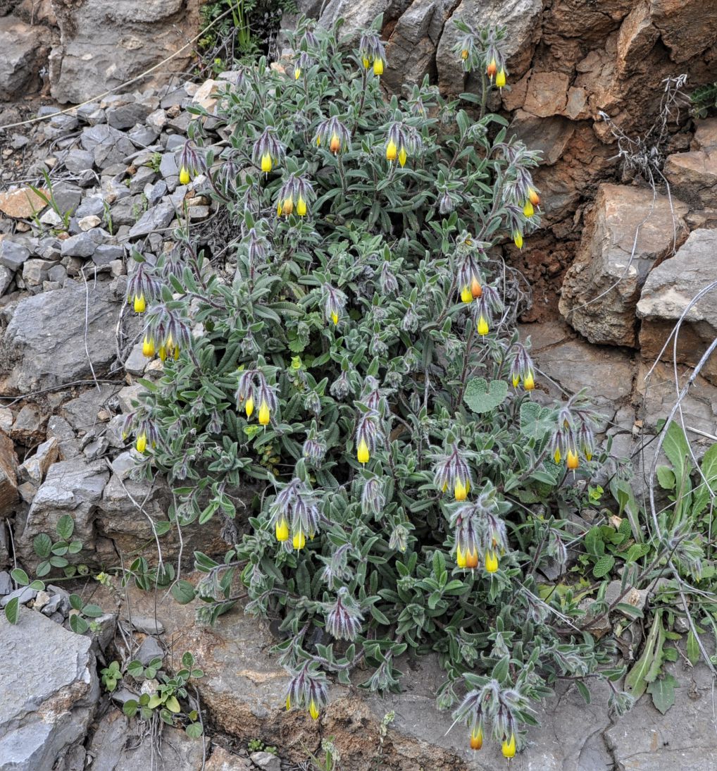 Image of Onosma frutescens specimen.