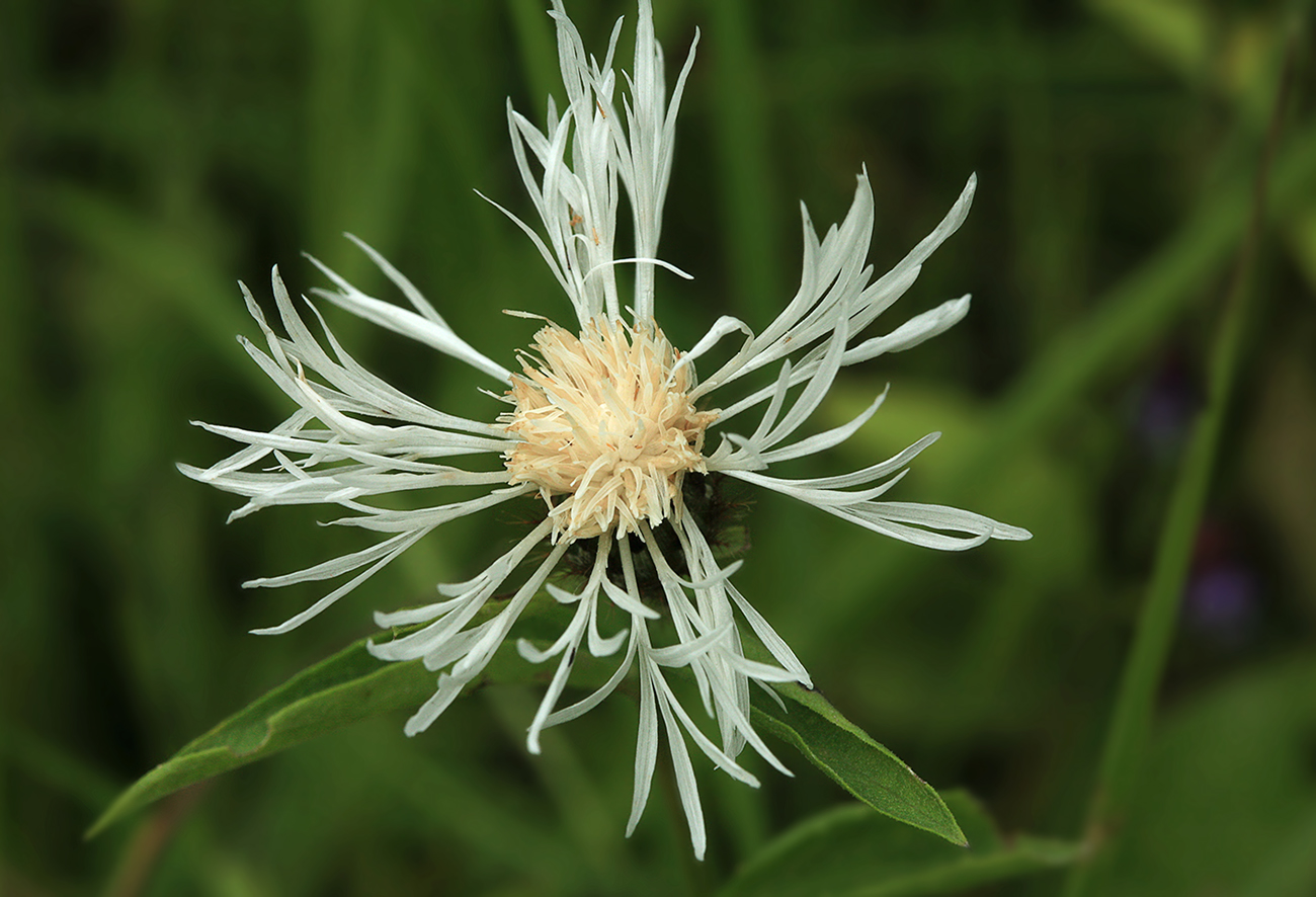 Image of genus Centaurea specimen.