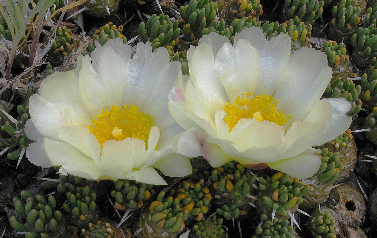 Image of Maihuenia poeppigii specimen.